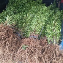 销售产品罗汉松苗，广西桂林中园绿化果苗基地，