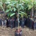 泰国榴莲树苗金枕头榴莲苗南方北方种植盆栽苗当年结果