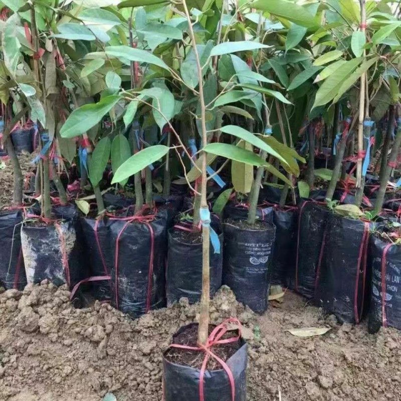 泰国榴莲树苗金枕头榴莲苗南方北方种植盆栽苗当年结果