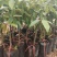 泰国榴莲树苗金枕头榴莲苗南方北方种植盆栽苗当年结果