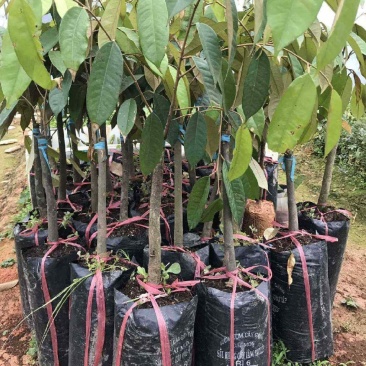 泰国榴莲树苗金枕头榴莲苗南方北方种植盆栽苗当年结果