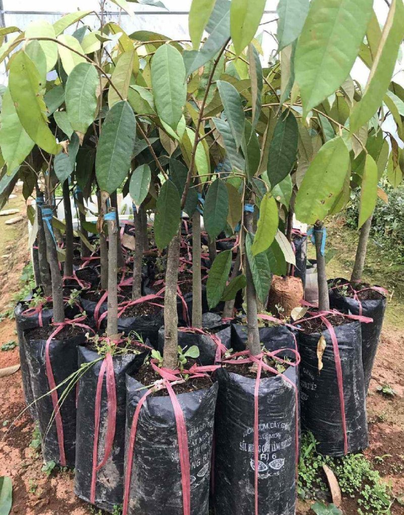 泰国榴莲树苗金枕头榴莲苗南方北方种植盆栽苗当年结果