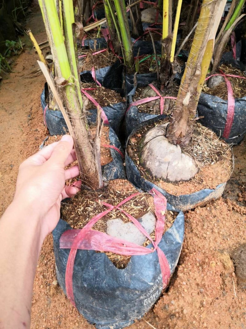 海南椰子苗椰子树苗风景椰子树水果椰子树可盆栽地