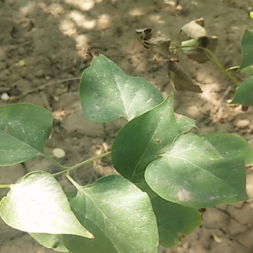 丁香多分枝丁香河北丁香产地紫丁香丁香价格