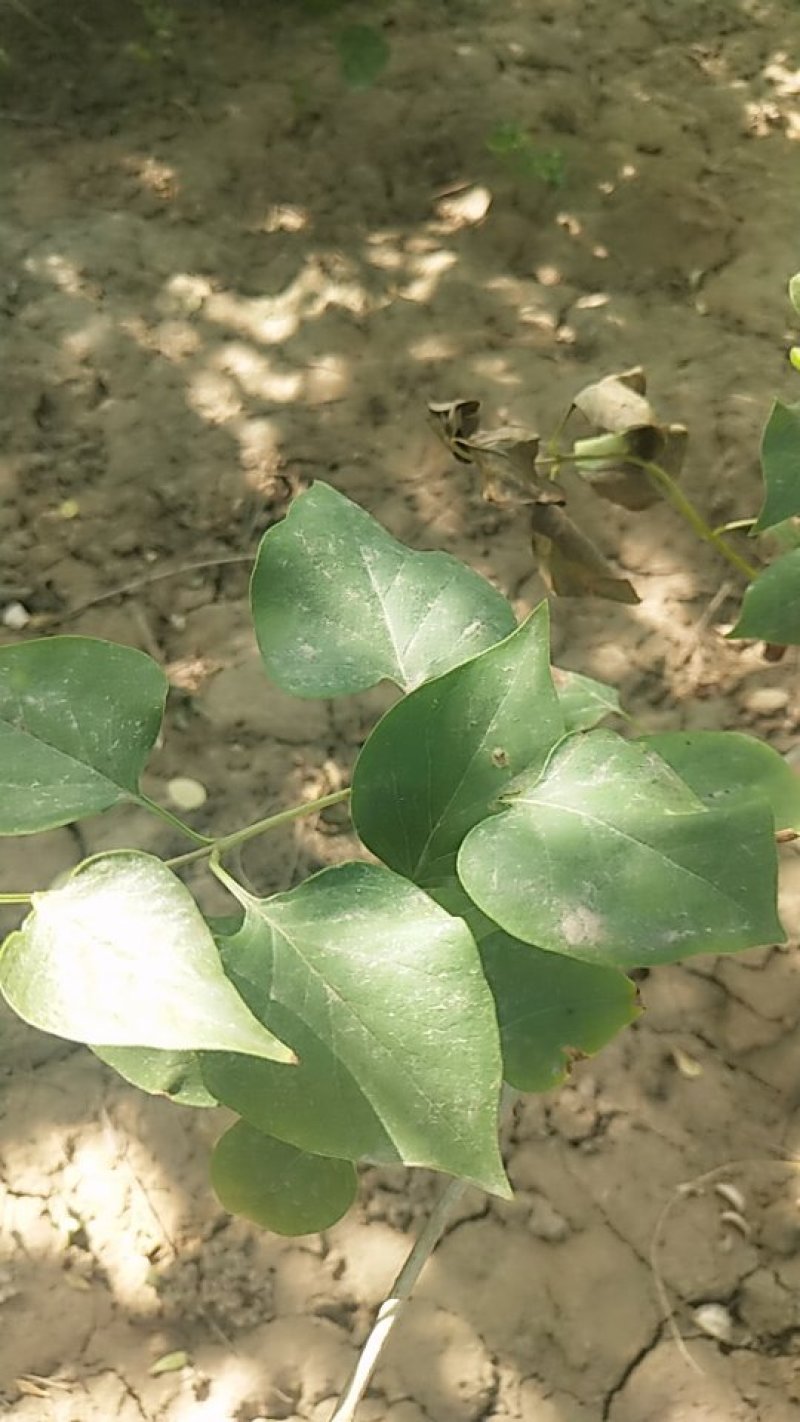 丁香多分枝丁香河北丁香产地紫丁香丁香价格