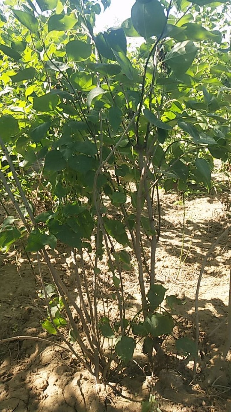 丁香多分枝丁香河北丁香产地紫丁香丁香价格