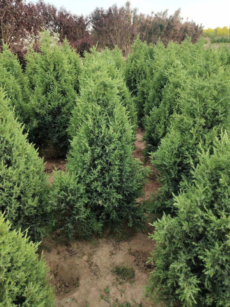 塔桧望都塔桧园柏塔桧价格大量供应各种规格塔桧