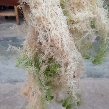 水苔
