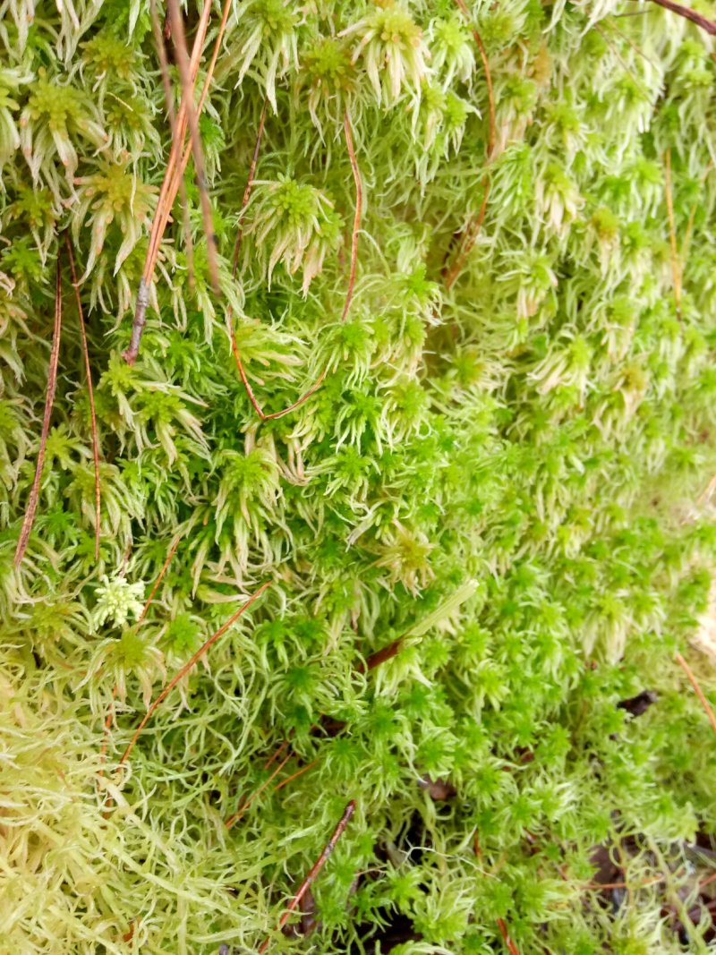 水苔