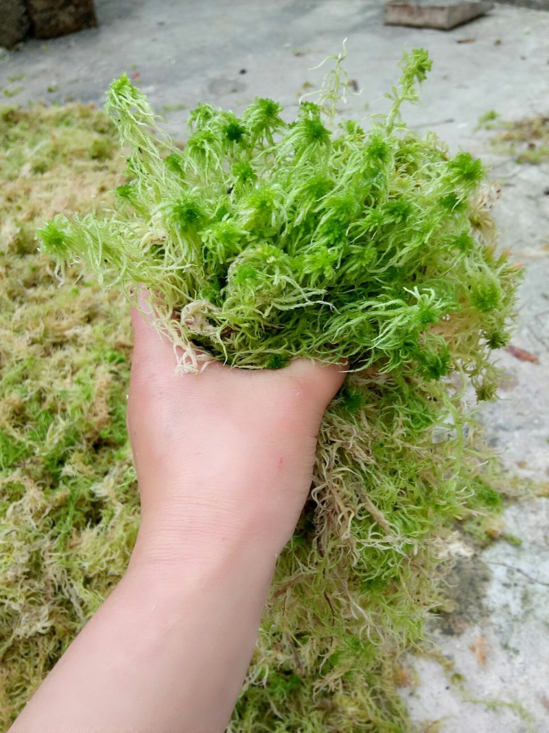 水苔