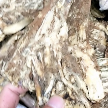 当归，压片全部无硫批发各种规格中药材