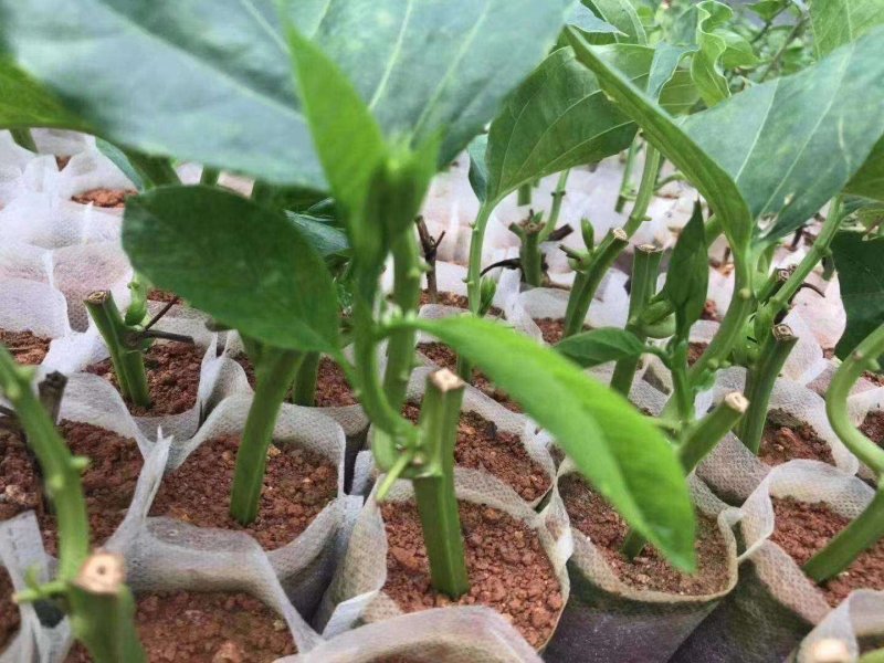 【新品种】木瓜百香果树苗基地直销常年供应