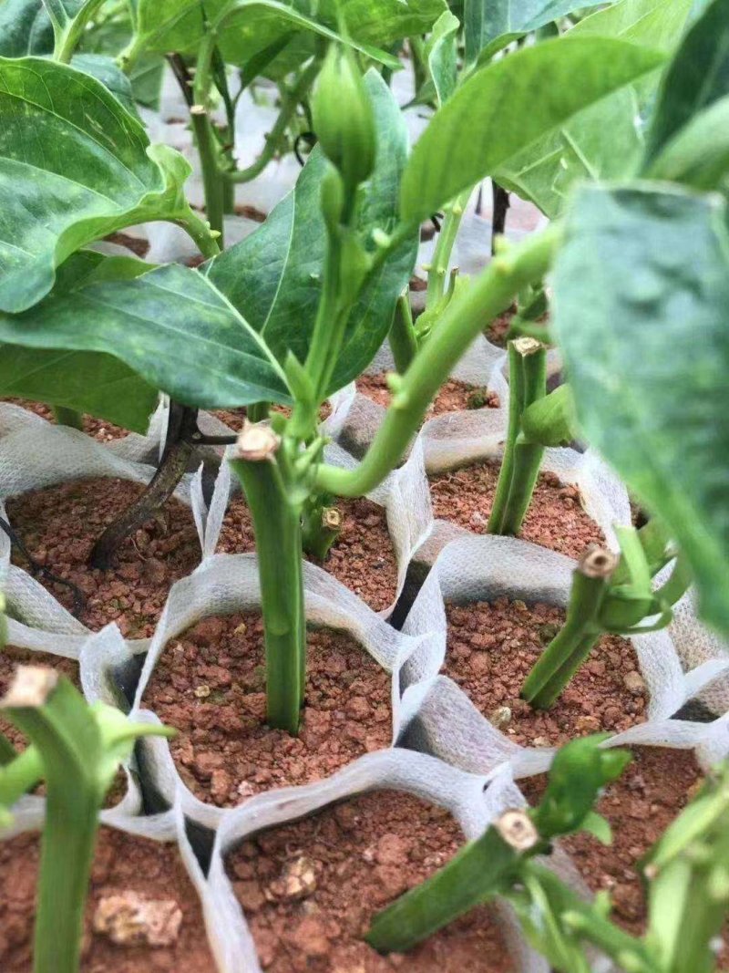 【新品种】木瓜百香果树苗基地直销常年供应
