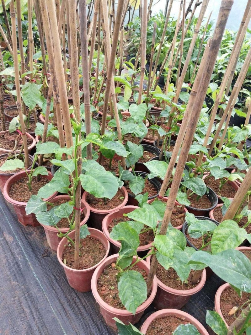 【新品种】木瓜百香果树苗基地直销常年供应