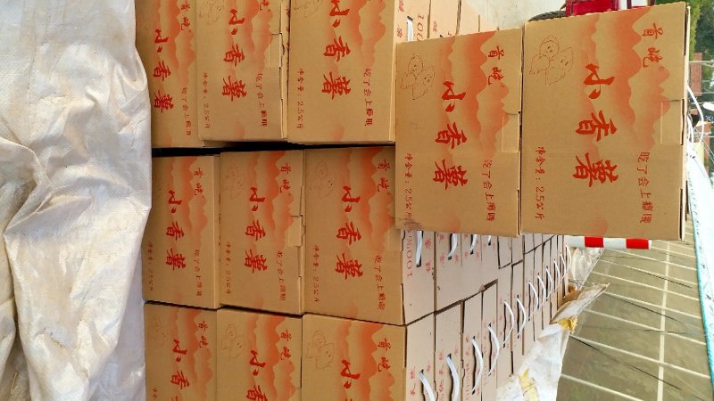 首屹®小香薯粉糯香甜产地直销保质保量批发零售均可全国发货