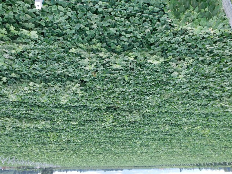 首屹®小香薯粉糯香甜产地直销保质保量批发零售均可全国发货