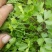 百亩优质芹菜苗！法国皇后