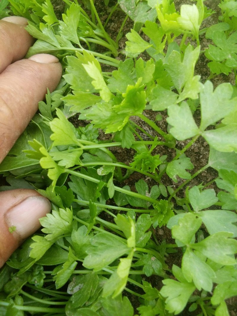 百亩优质芹菜苗！法国皇后
