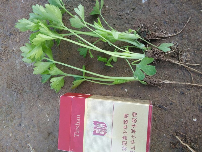 百亩优质芹菜苗！法国皇后