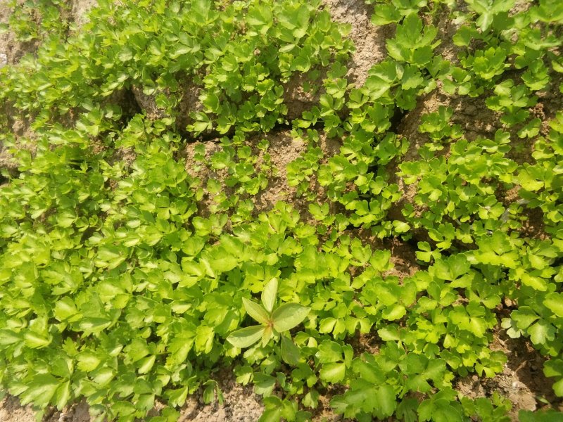 百亩优质芹菜苗！法国皇后