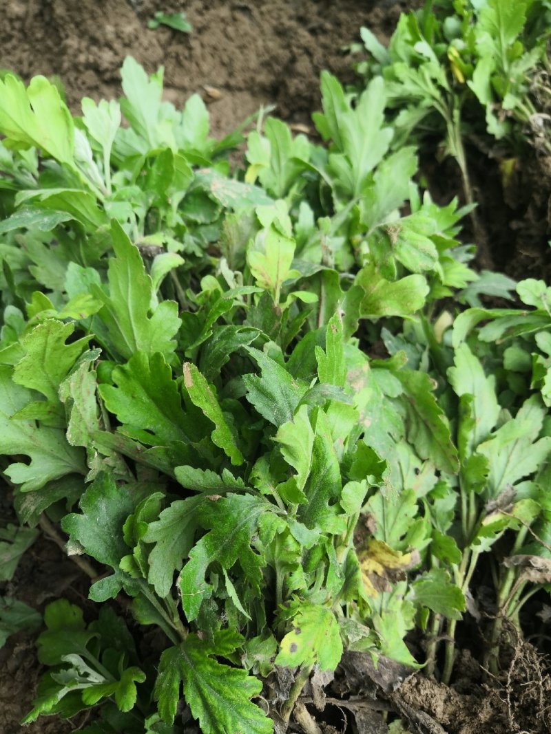 金丝皇菊，金丝皇菊种苗