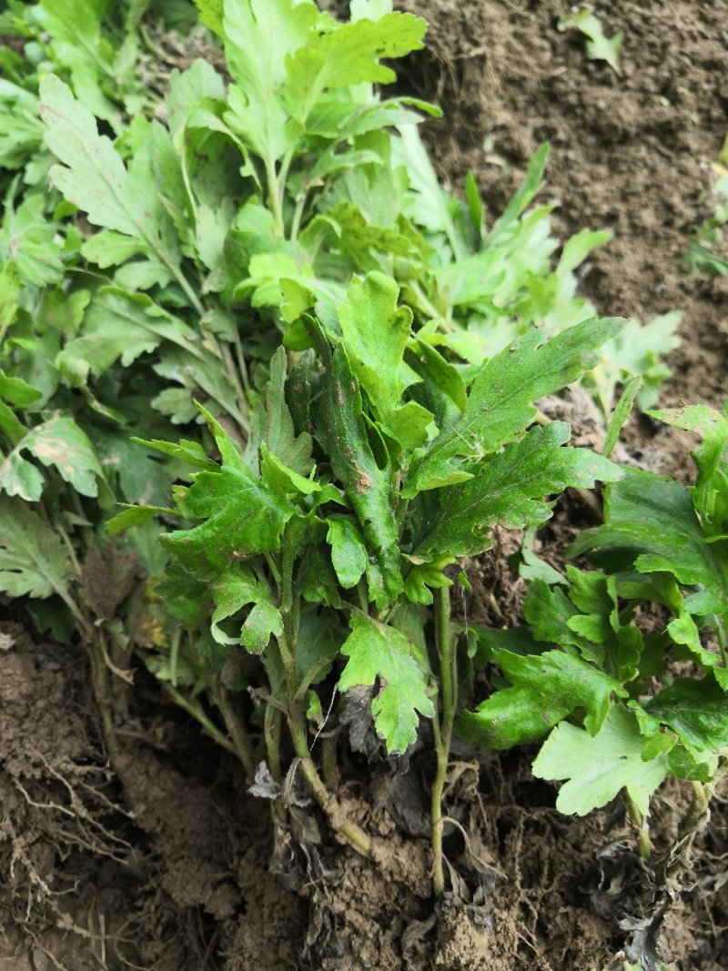 金丝皇菊，金丝皇菊种苗