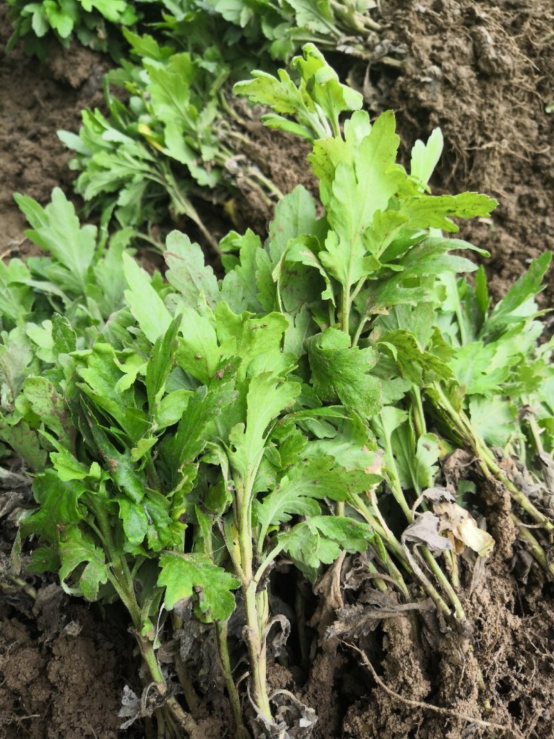 金丝皇菊，金丝皇菊种苗