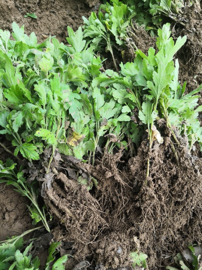 金丝皇菊，金丝皇菊种苗