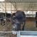 肉驴🔥德州驴🔥400到500斤，包运输，包成活