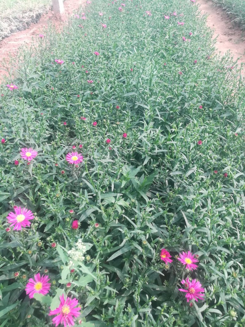 荷兰菊大量现货质优价廉