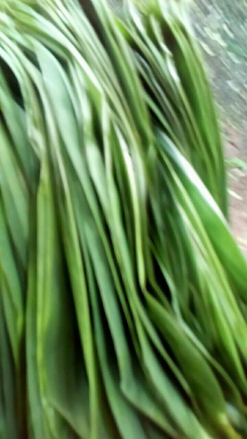 粽叶，大量粽子叶需要的老板联系我