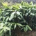 粽叶，大量粽子叶需要的老板联系我