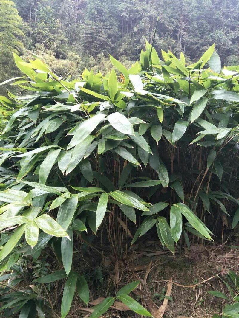 粽叶，大量粽子叶需要的老板联系我