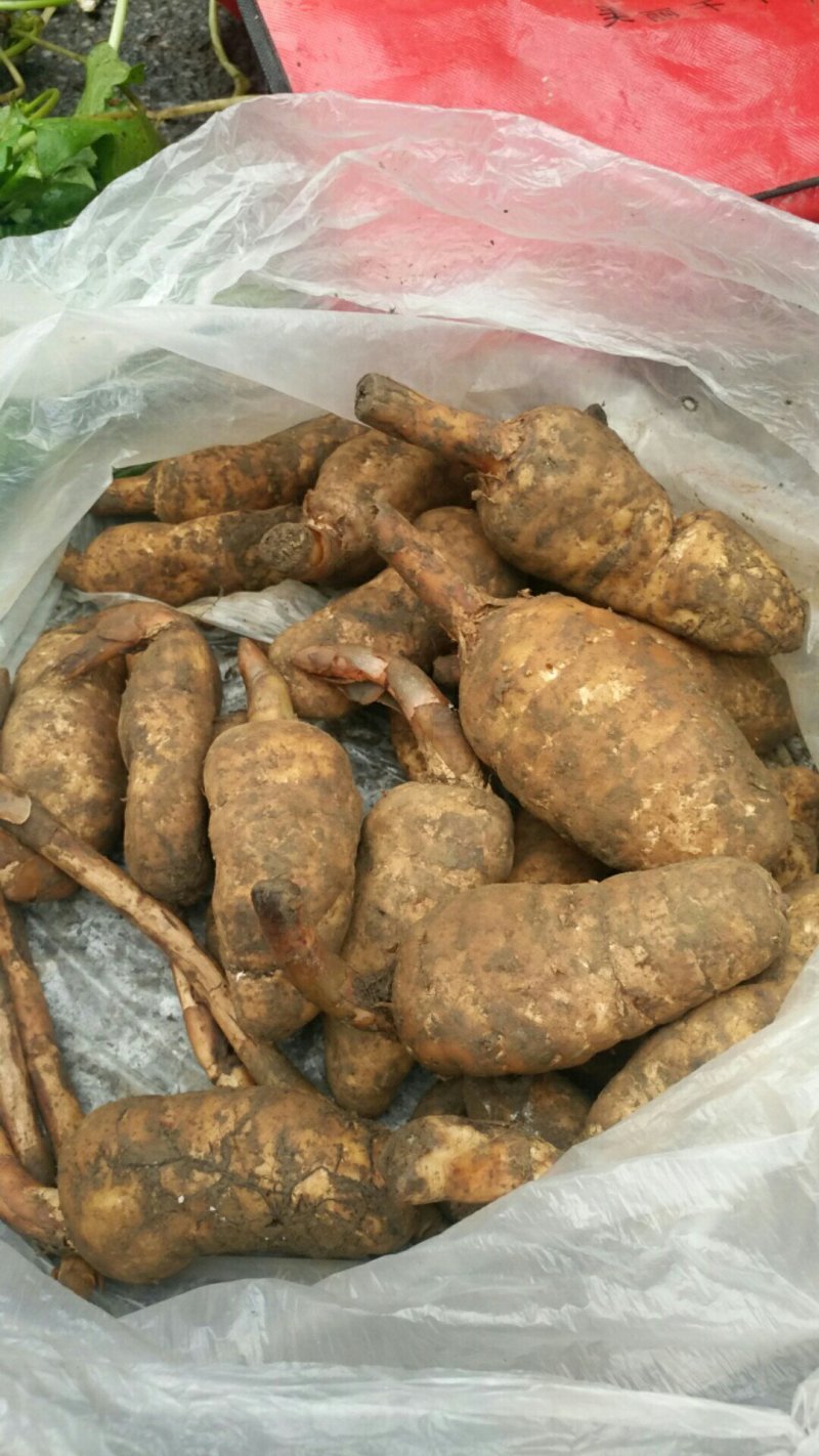 贵州纯野生天麻