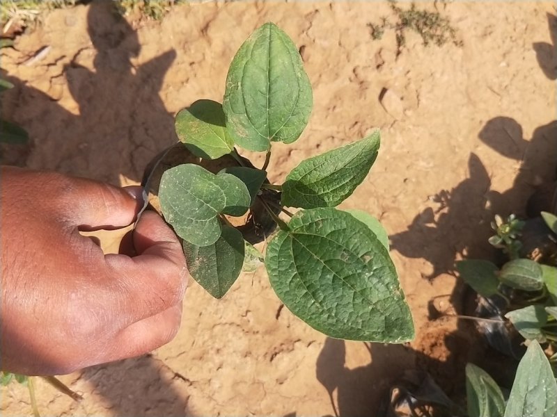 松果菊松果菊盆花基地直发欢迎实地看货