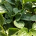 松果菊松果菊盆花基地直发欢迎实地看货