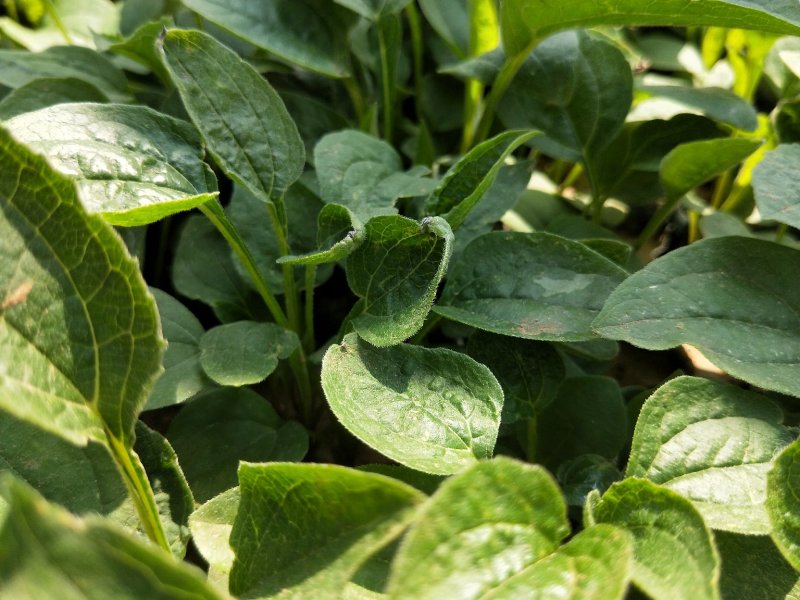 松果菊松果菊盆花基地直发欢迎实地看货