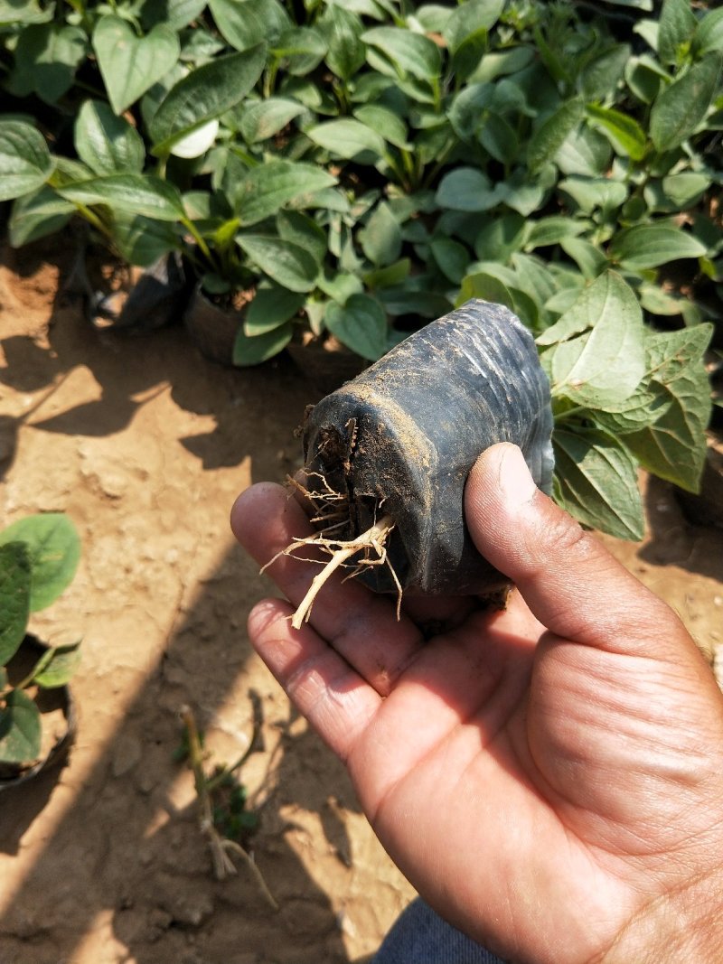 松果菊松果菊盆花基地直发欢迎实地看货