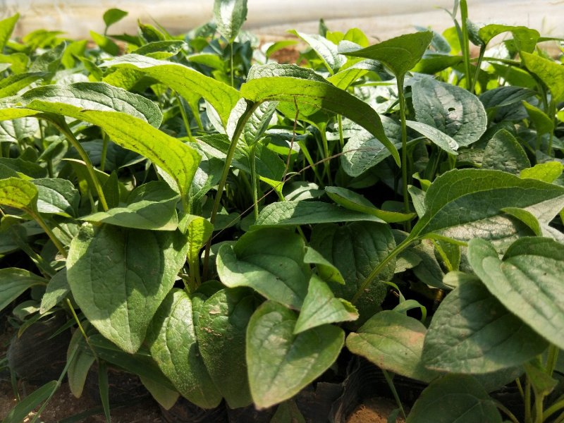 松果菊松果菊盆花基地直发欢迎实地看货