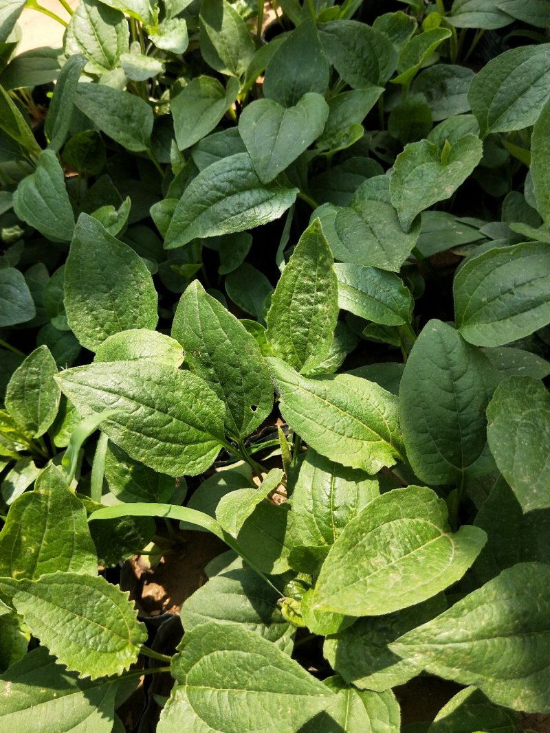 松果菊松果菊盆花基地直发欢迎实地看货