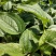 松果菊松果菊盆花基地直发欢迎实地看货