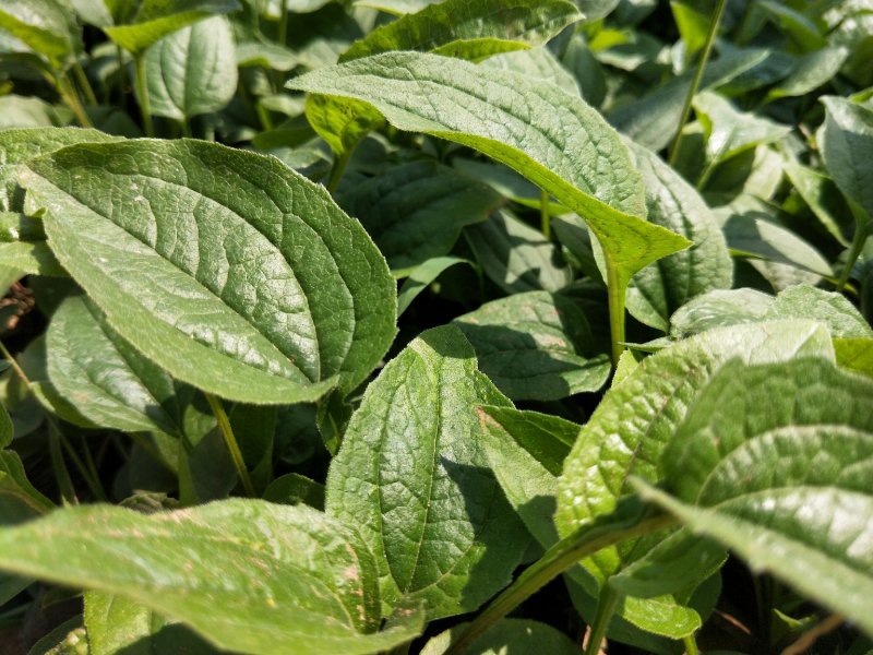 松果菊松果菊盆花基地直发欢迎实地看货