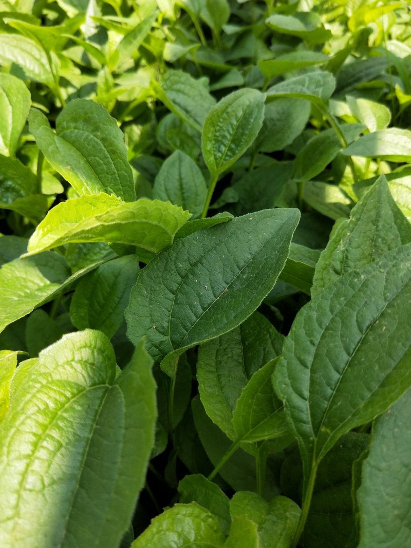 松果菊松果菊盆花基地直发欢迎实地看货