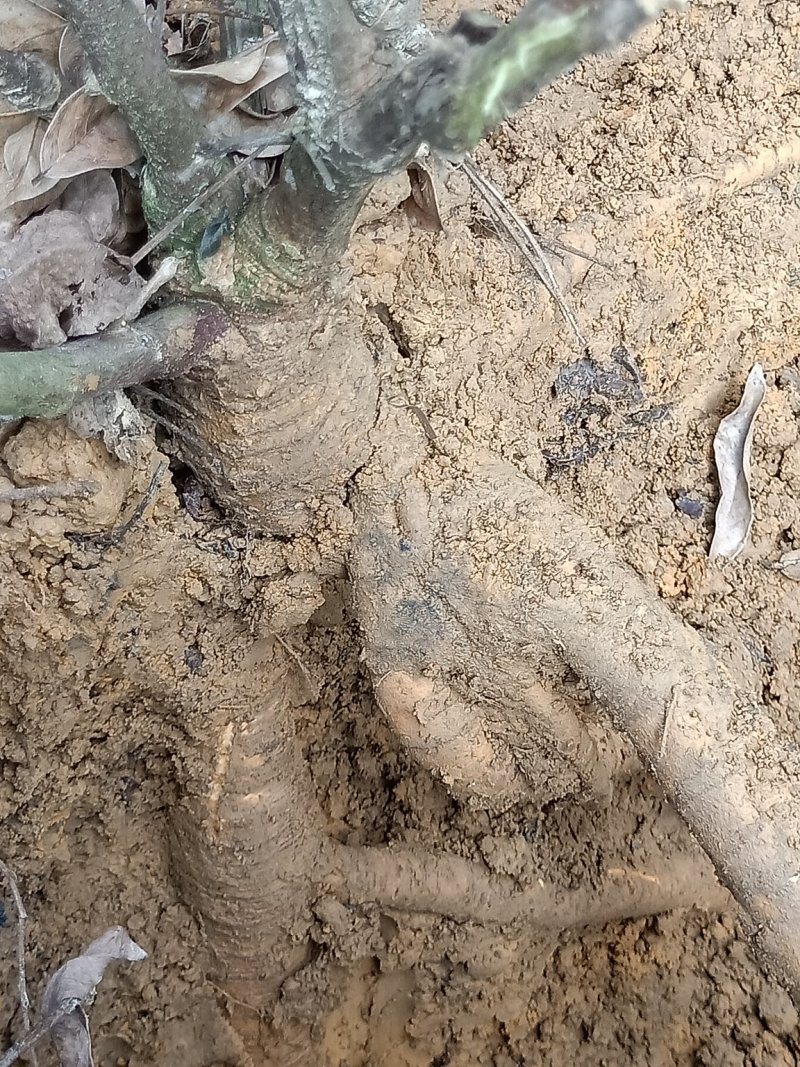 高产牛大力苗，提供种植技术，包回收！