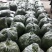 高山精品四季豆产地/大量批发/代找回程车/