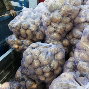 土豆克新土豆