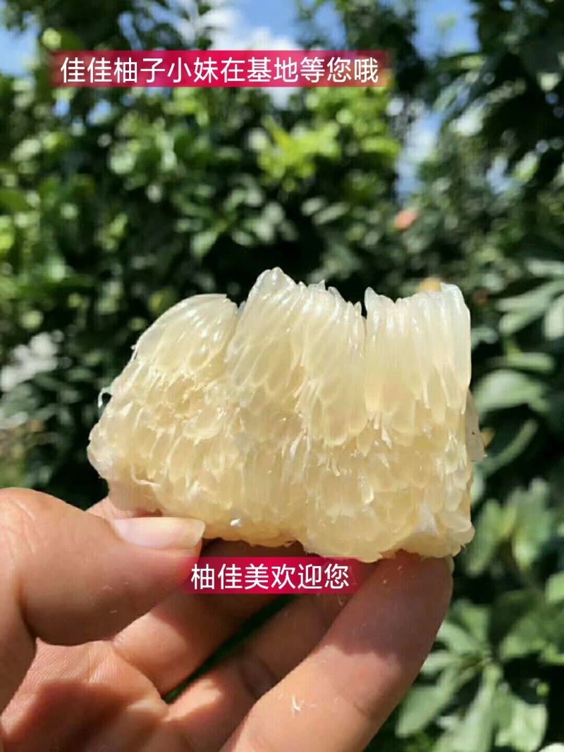 蜜柚，红柚好地方产好柚助农一手货源产地直发