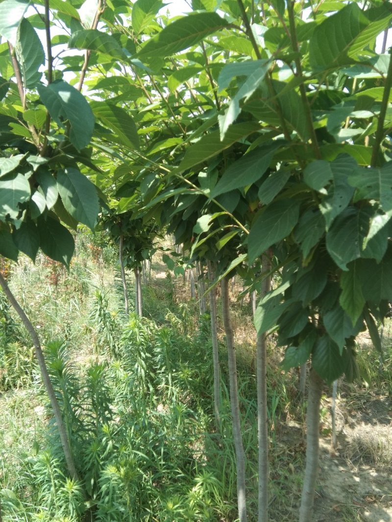 樱花苗嫁接二到六公分