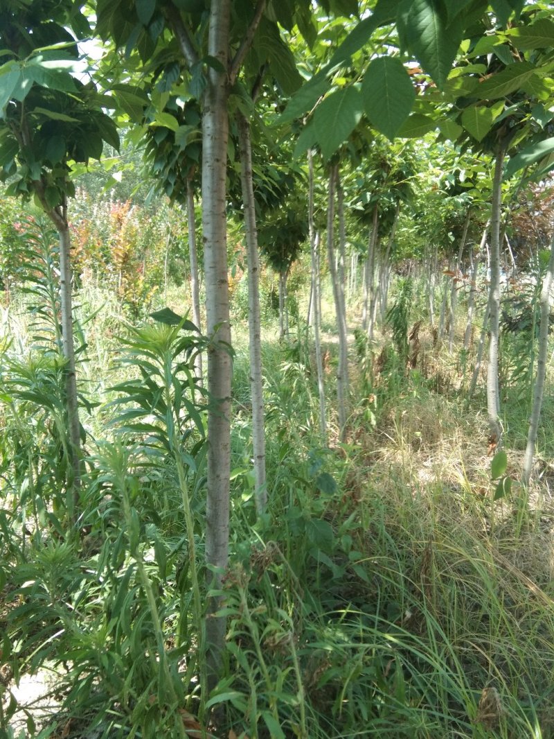 樱花苗嫁接二到六公分
