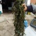 水生植物批发，沉水植物供应，轮叶黑藻，再力花千屈菜